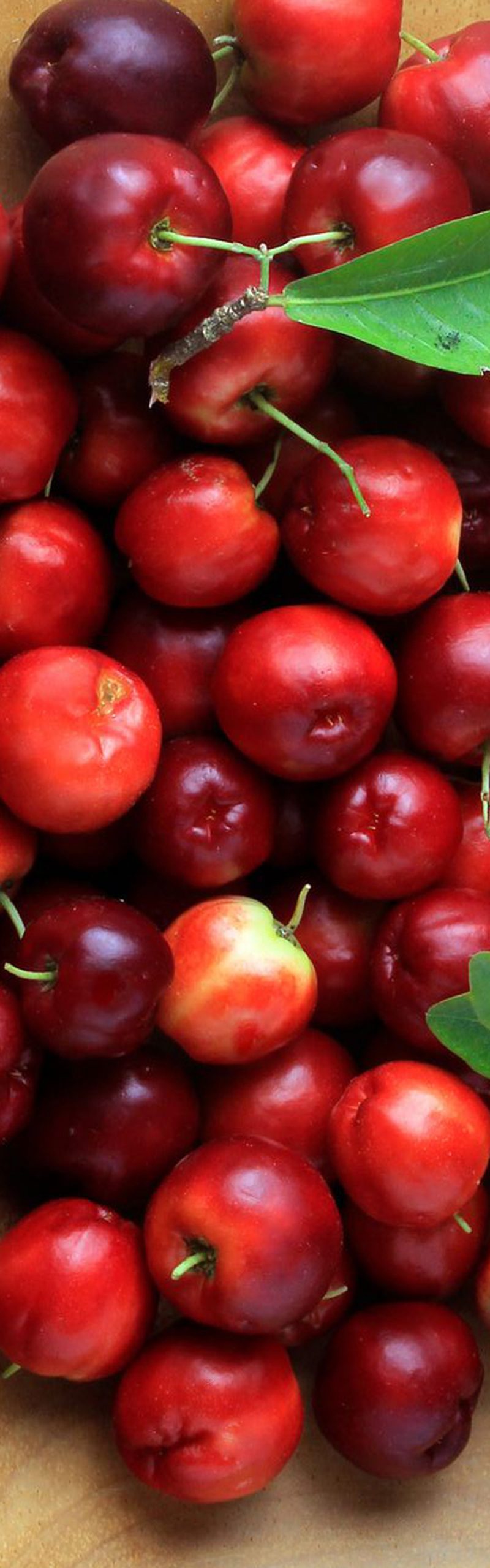 Common European/American botanic ingredients in Nutrition Mix