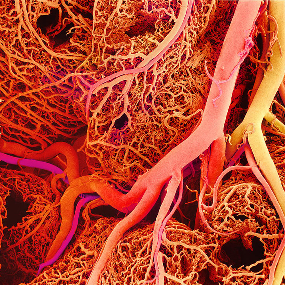 blood-vessels-sem-1ykwp1o