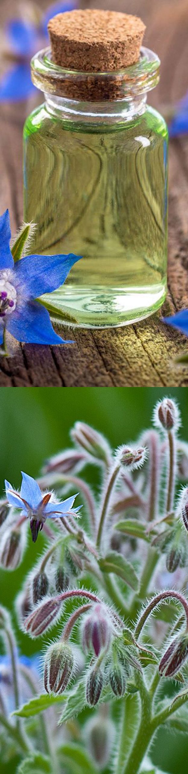 Common European/American botanic ingredients in Nutrition Mix