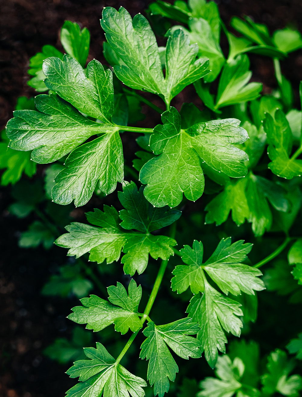 Parsley. Organic parsley grows in the garden