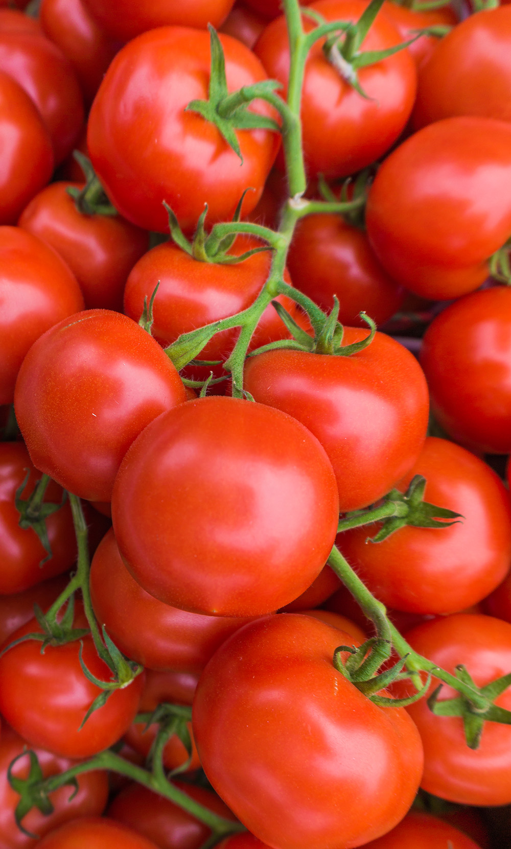 Red tomatoes.  tomato