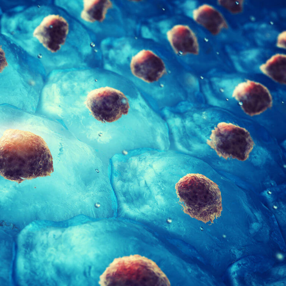 regeneration-transdifferentiation-stem-cell-cellular-reprogramming-499282837