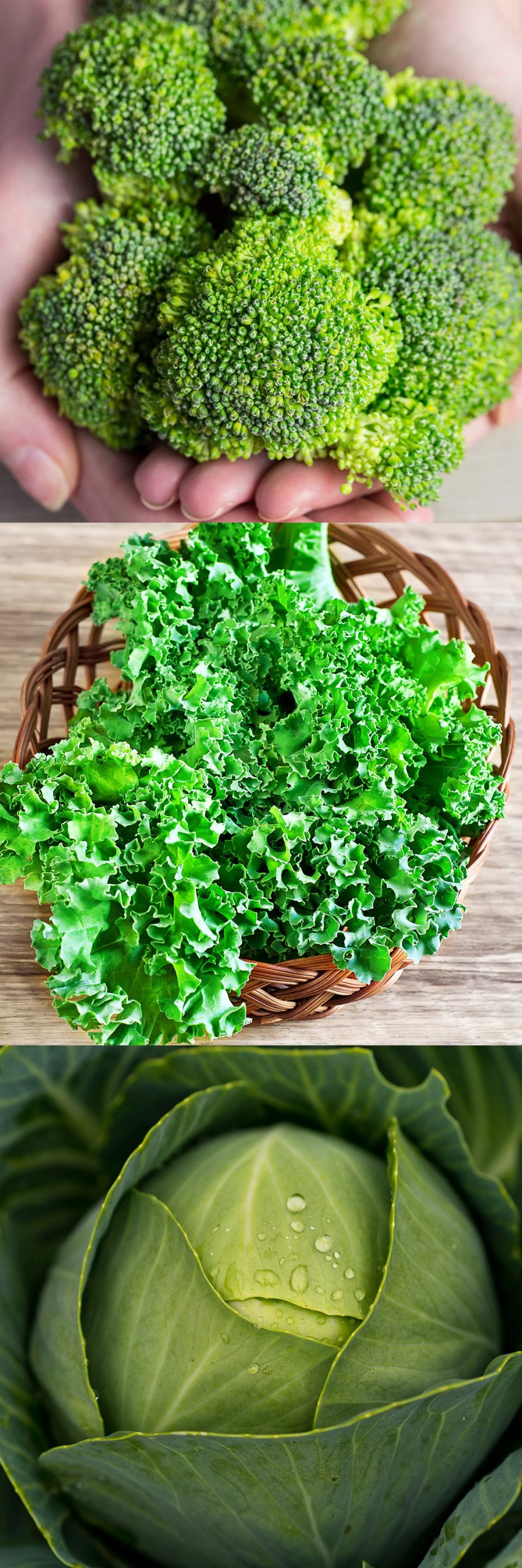 Common European/American botanic ingredients in Nutrition Mix